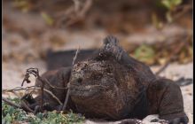 Galapagos listopad 2011