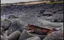 Galapagos listopad 2011