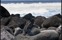 Galapagos listopad 2011