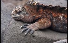 Galapagos listopad 2011