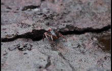 Galapagos listopad 2011