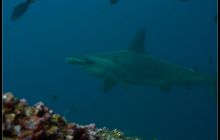 Galapagos listopad 2011