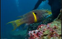 Galapagos listopad 2011