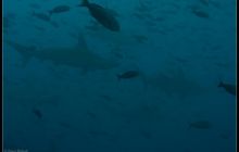 Galapagos listopad 2011