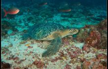 Galapagos listopad 2011