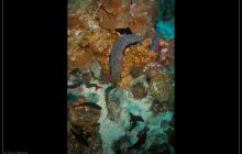 Galapagos listopad 2011