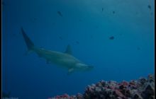 Galapagos listopad 2011