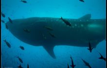 Galapagos listopad 2011