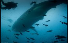 Galapagos listopad 2011