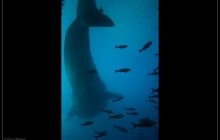 Galapagos listopad 2011