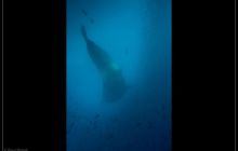 Galapagos listopad 2011