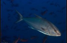 Galapagos listopad 2011