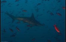 Galapagos listopad 2011