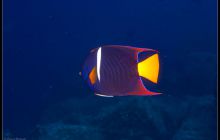 Galapagos listopad 2011