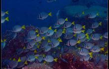 Galapagos listopad 2011