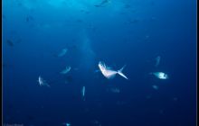 Galapagos listopad 2011