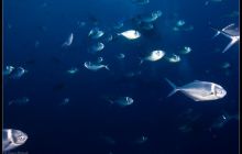 Galapagos listopad 2011