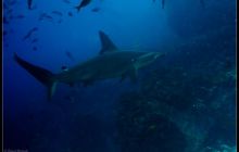 Galapagos listopad 2011