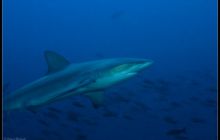 Galapagos listopad 2011