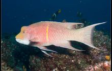 Galapagos listopad 2011