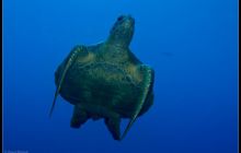 Galapagos listopad 2011