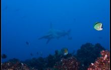 Galapagos listopad 2011