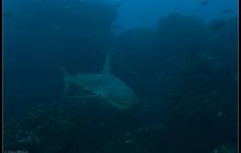 Galapagos listopad 2011