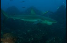 Galapagos listopad 2011