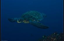 Galapagos listopad 2011