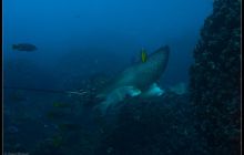 Galapagos listopad 2011