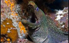 Galapagos listopad 2011