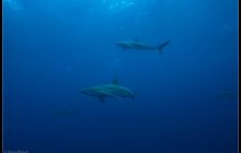 Galapagos listopad 2011