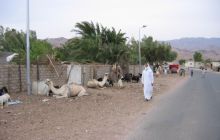 Egipt Dahab - październik 2006