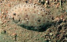 Egipt Dahab - październik 2006