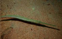 Egipt Dahab - październik 2006