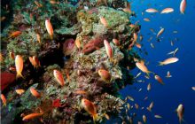 Egipt Dahab - październik 2006