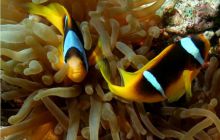 Egipt Dahab - październik 2006