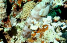 Egipt Dahab - październik 2006