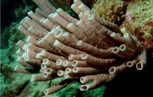 Egipt Dahab - październik 2006