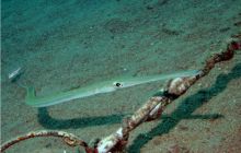 Egipt Dahab - październik 2006