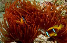 Egipt Dahab - październik 2006