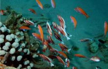 Egipt Dahab - październik 2006