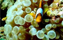 Egipt Dahab - październik 2006