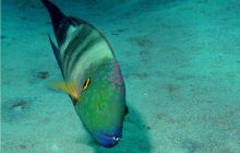 Egipt Dahab - październik 2006