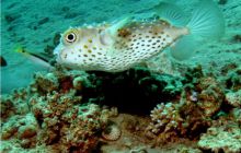 Egipt Dahab - październik 2006