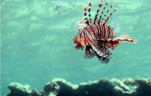 Egipt Dahab - październik 2006