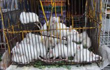 Galapagos listopad 2011