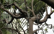 Galapagos listopad 2011