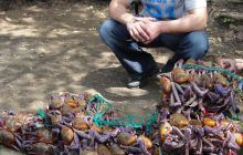 Galapagos listopad 2011