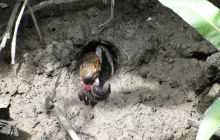 Galapagos listopad 2011